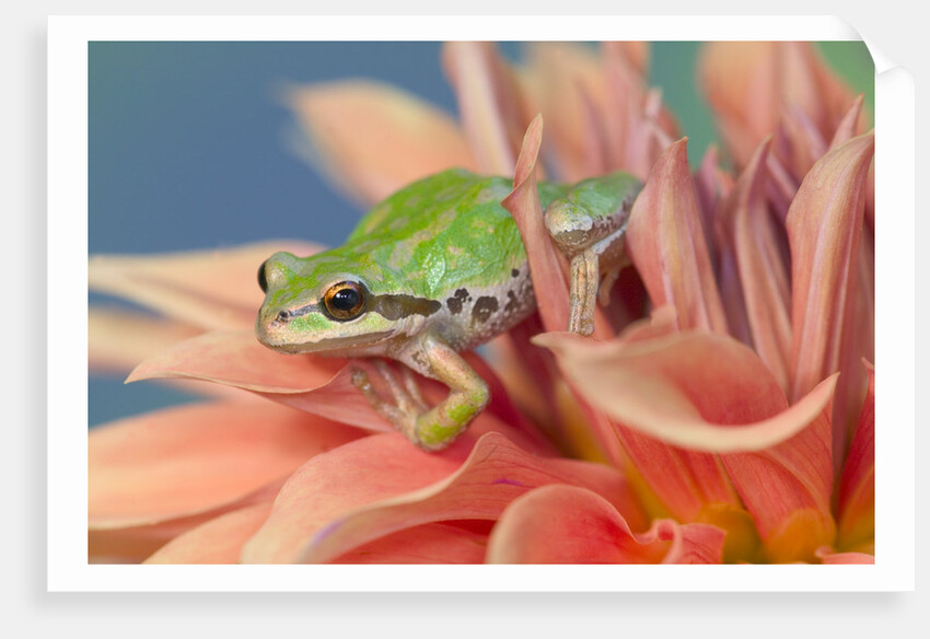 Pacific Tree Frog in Dahlia by Anonymous