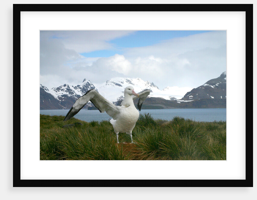 Wandering Albatross at Nesting Site on Albatross Island by Anonymous