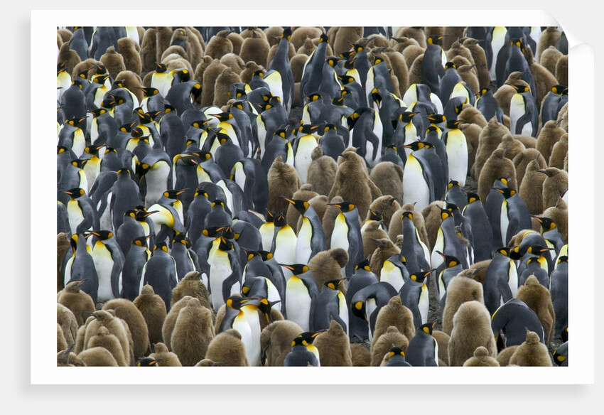 King Penguin Colony on South Georgia Island by Anonymous