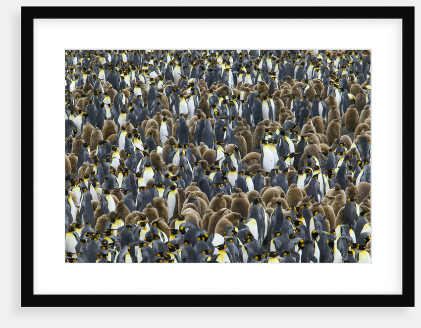 King Penguin Colony on South Georgia Island by Anonymous