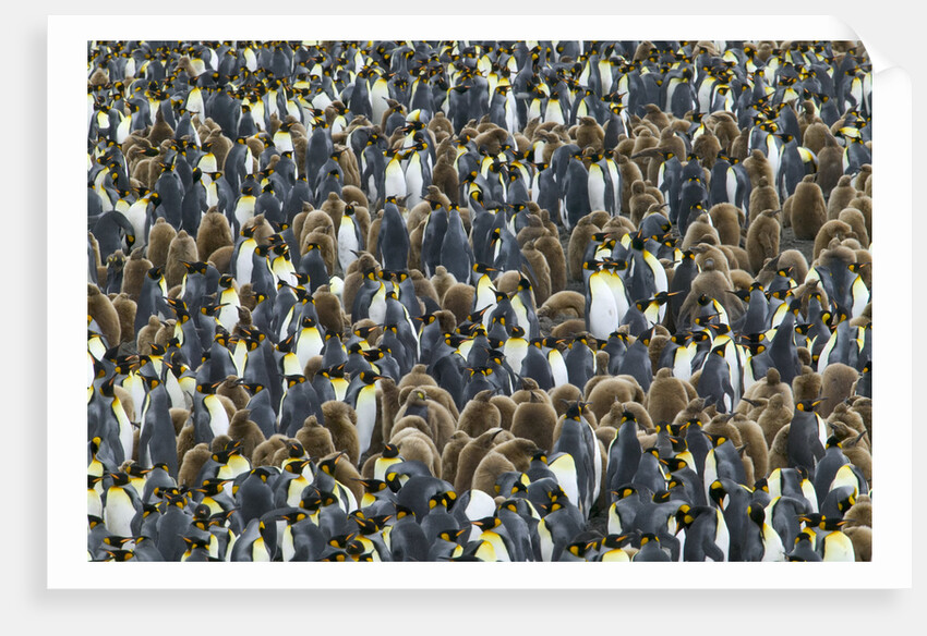 King Penguin Colony on South Georgia Island by Anonymous