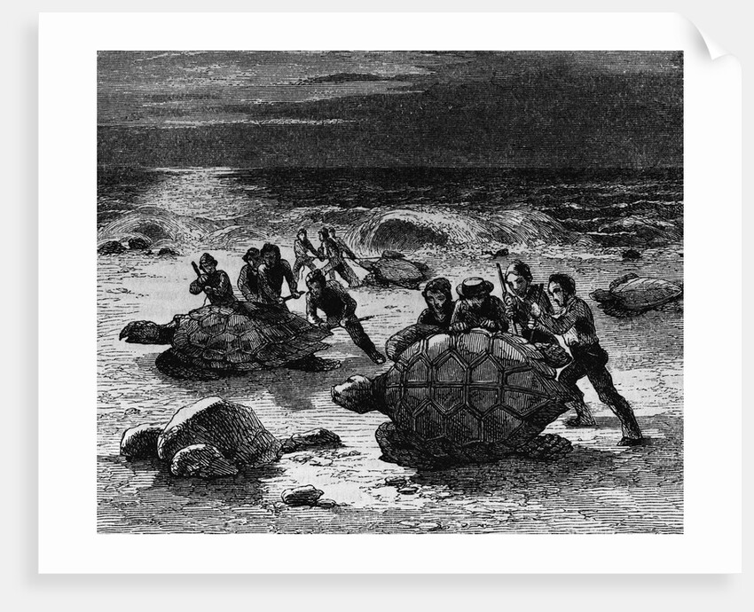 Catching Giant Tortoises by Anonymous