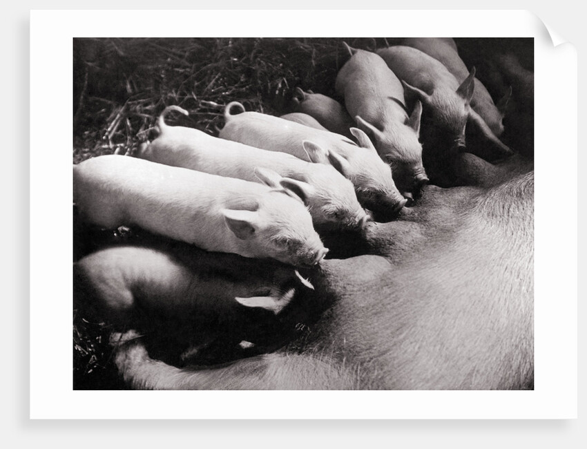 Piglets Suckling at Mother's Teats by Anonymous