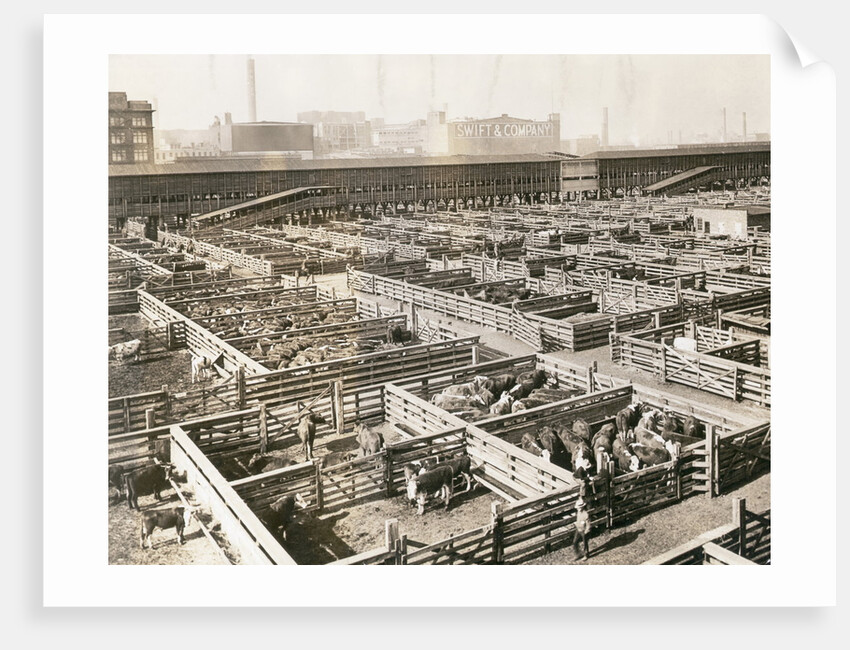 Overhead View of Chicago Stockyards by Anonymous