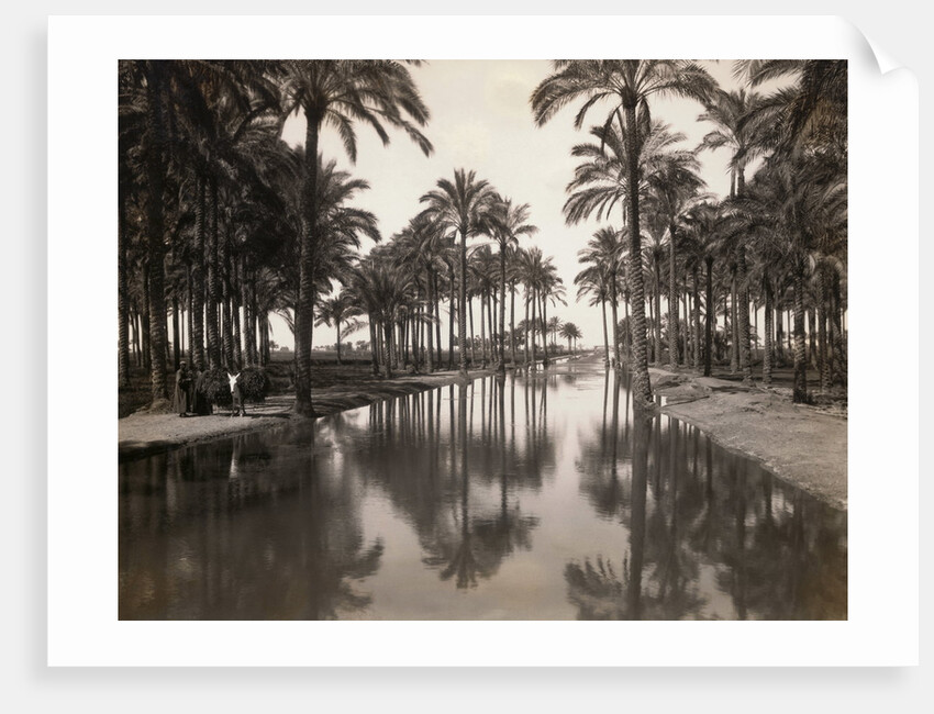 Irrigation Canal in Forest of Marg Near Heliopolis by Anonymous