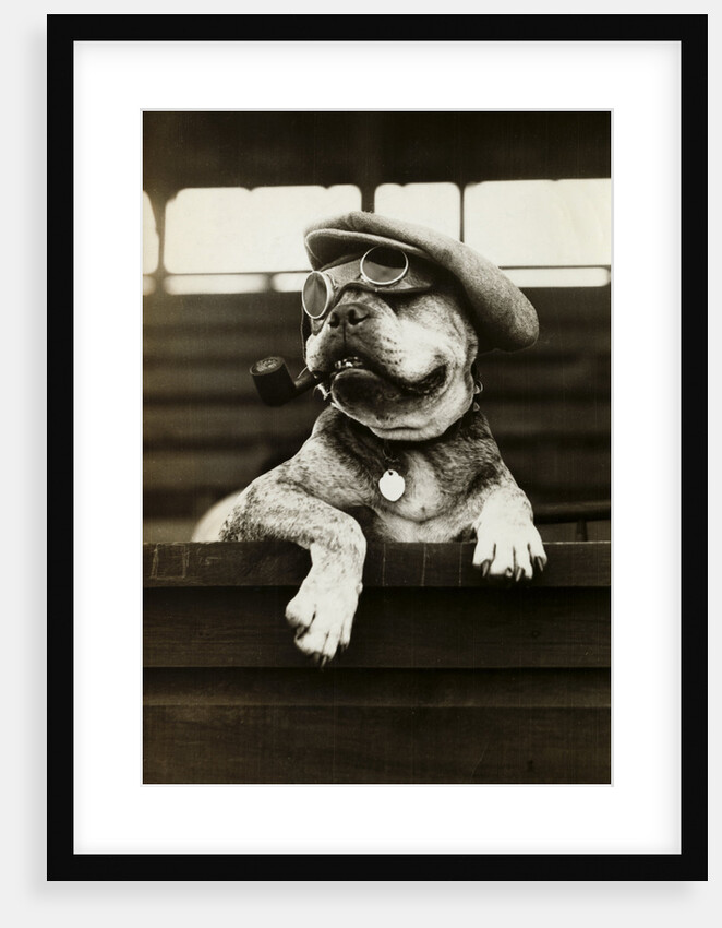 Dog Wearing Hat and Goggles by Anonymous