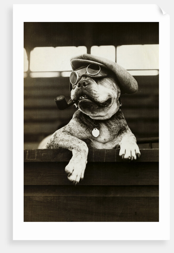 Dog Wearing Hat and Goggles by Anonymous