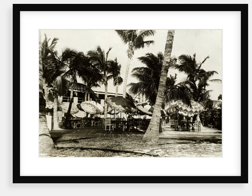 Umbrella Covered Tables Under Palm Trees by Anonymous