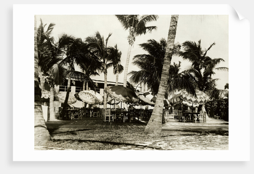 Umbrella Covered Tables Under Palm Trees by Anonymous