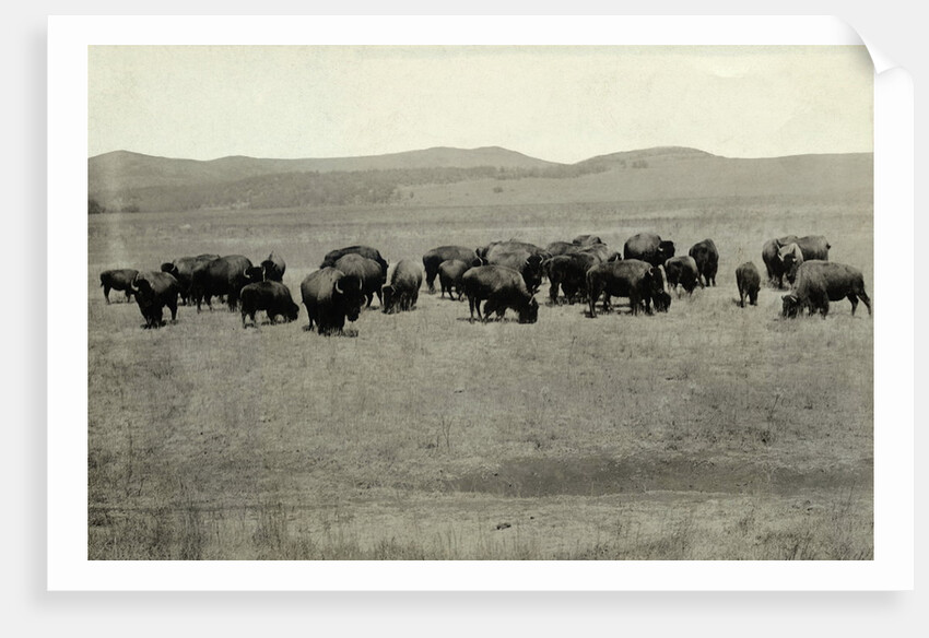 Herd of Buffalo Grazing by Anonymous