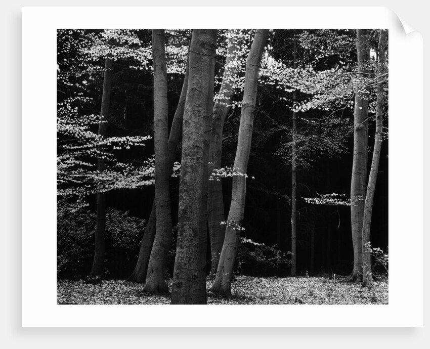 Beech Forest, Netherlands, 1971 by Anonymous