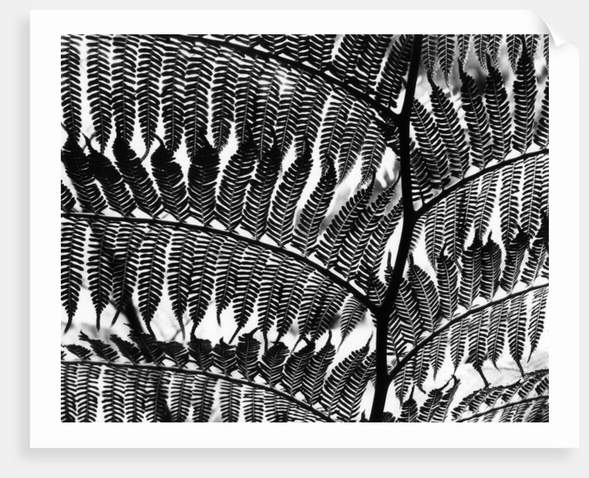 Fern Silhouette by Brett Weston