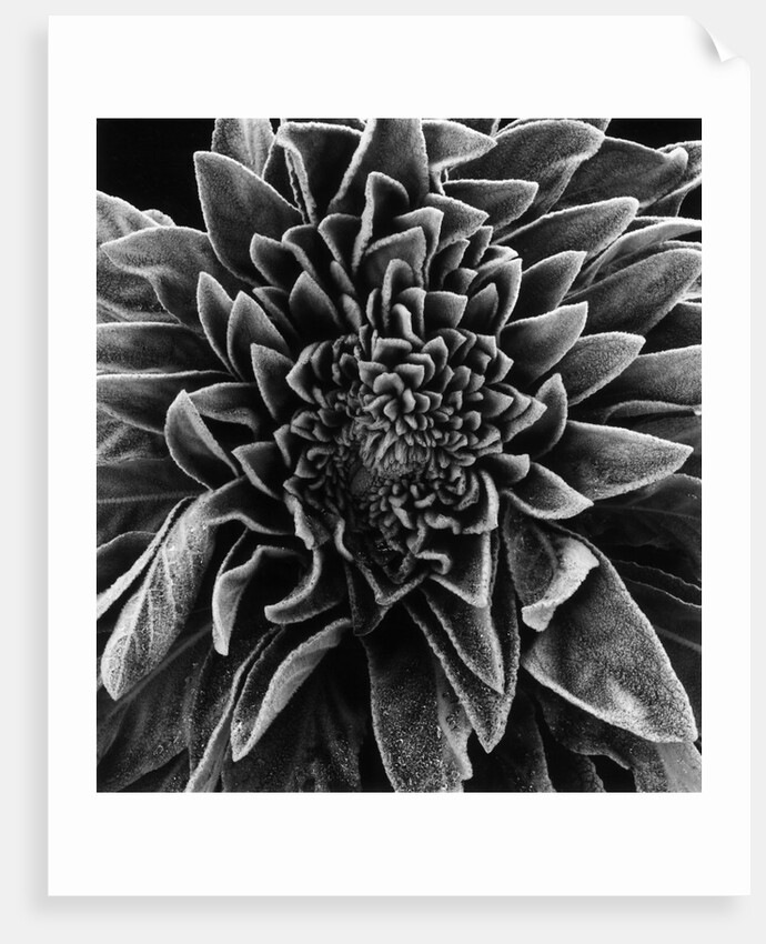Velvet Leaved Plant by Brett Weston