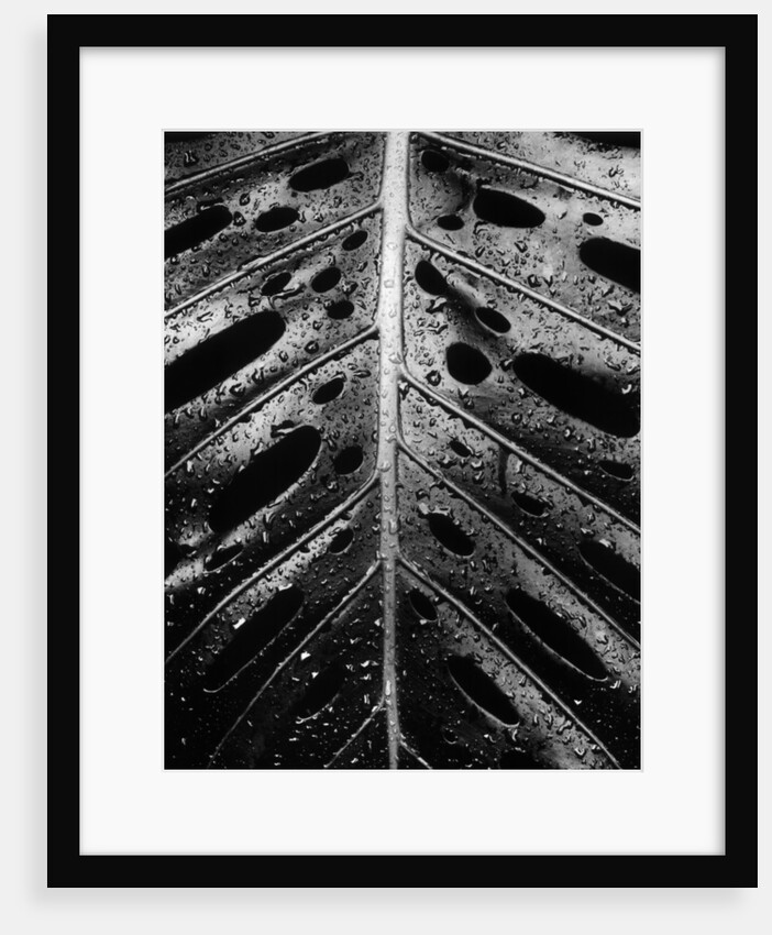 Wet Leaf by Brett Weston