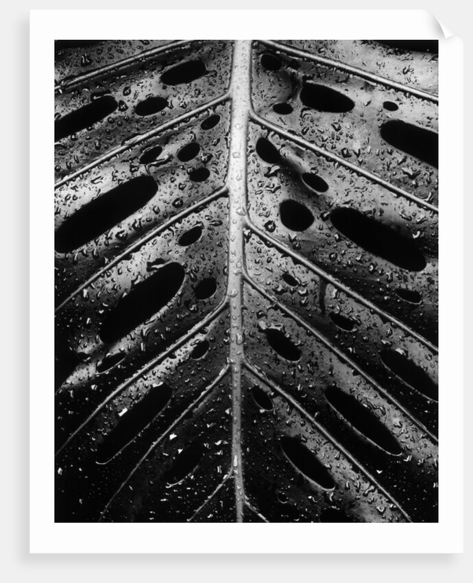 Wet Leaf by Brett Weston