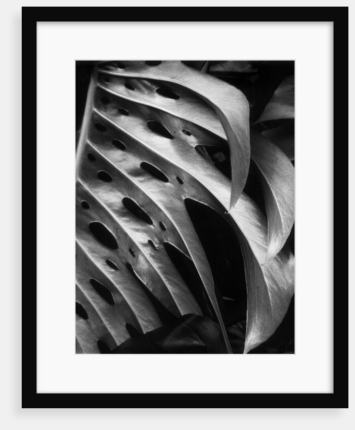 Leaf Composition by Anonymous