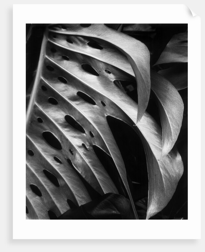 Leaf Composition by Anonymous