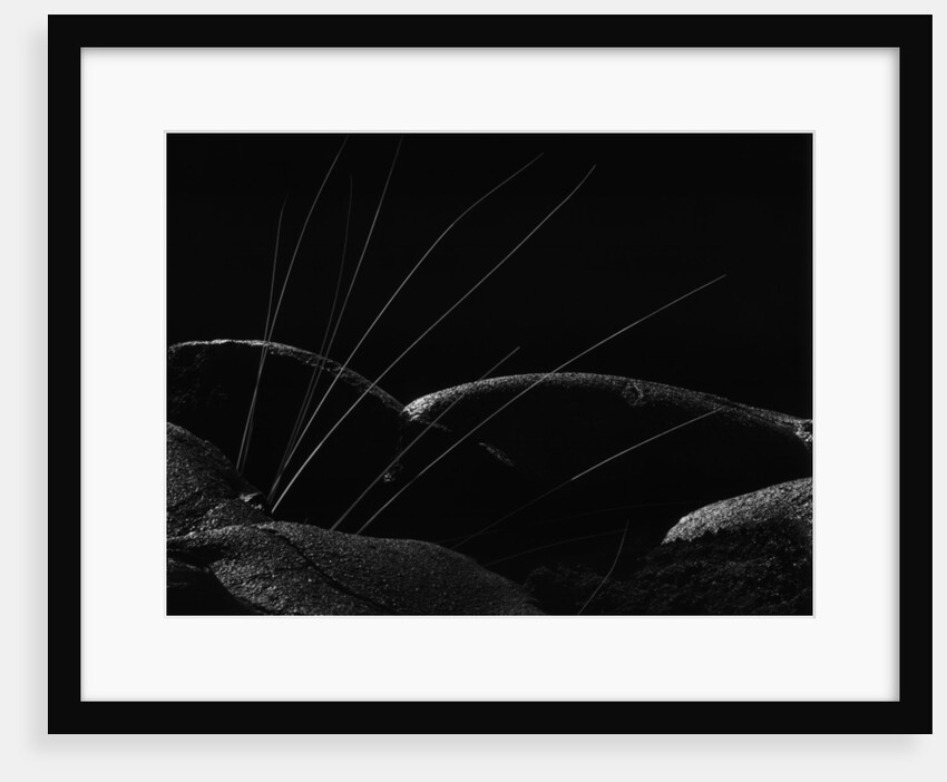 Grass and Lava by Brett Weston
