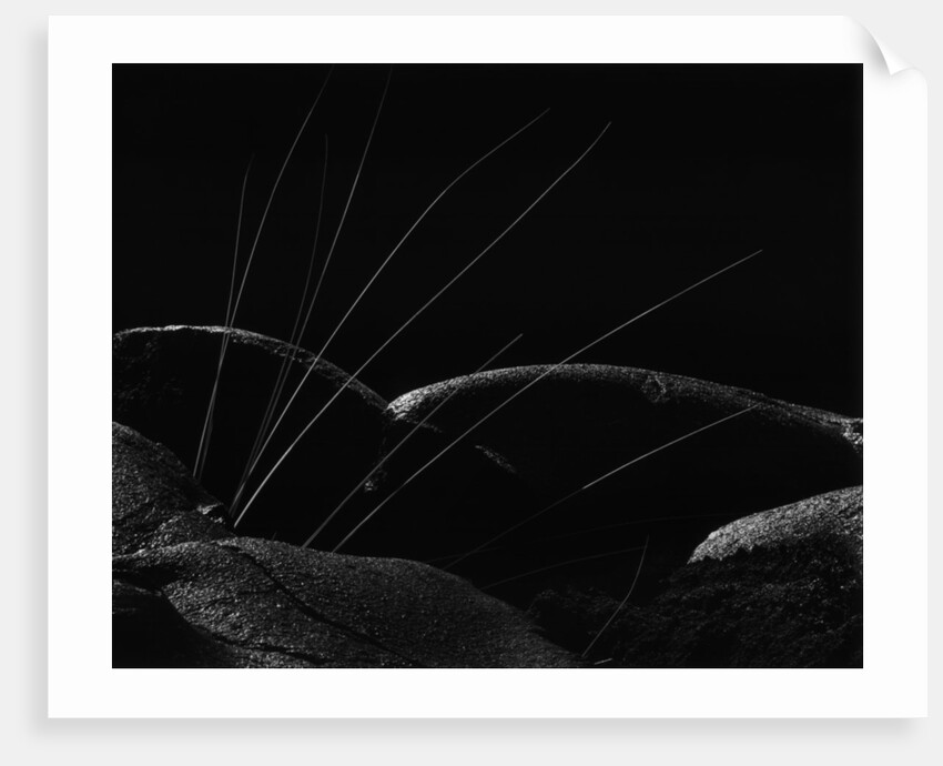 Grass and Lava by Brett Weston