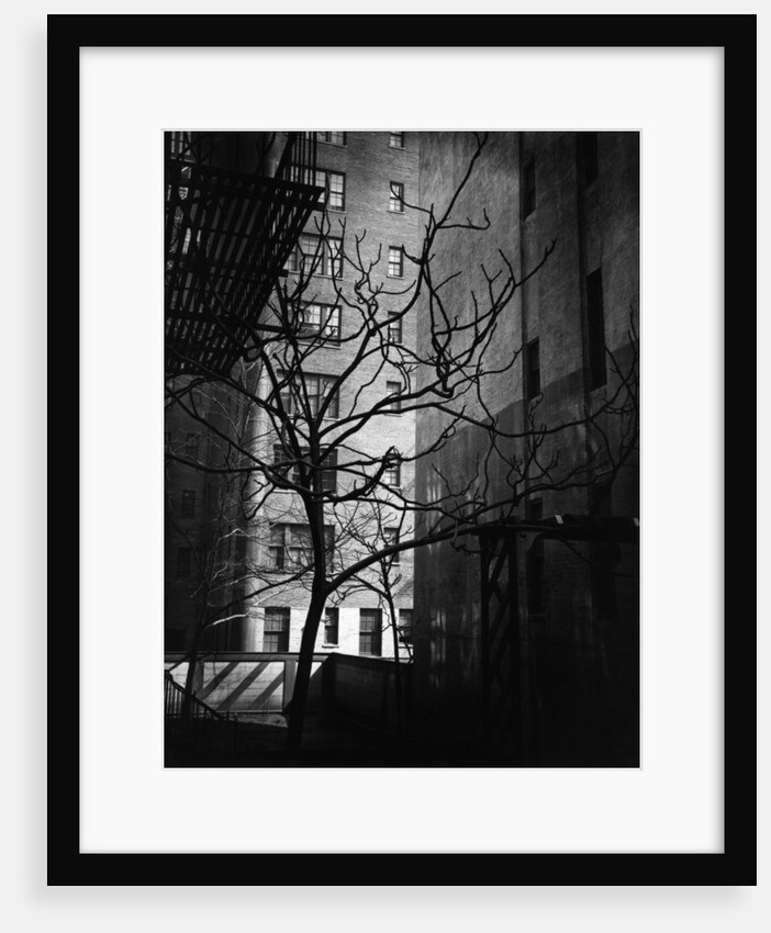 Bare Tree Below Buildings, Manhattan, 1944 by Anonymous