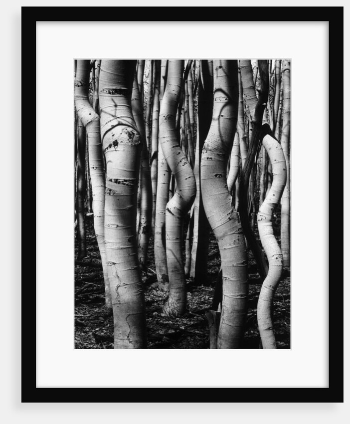 Trees, 1972 by Anonymous