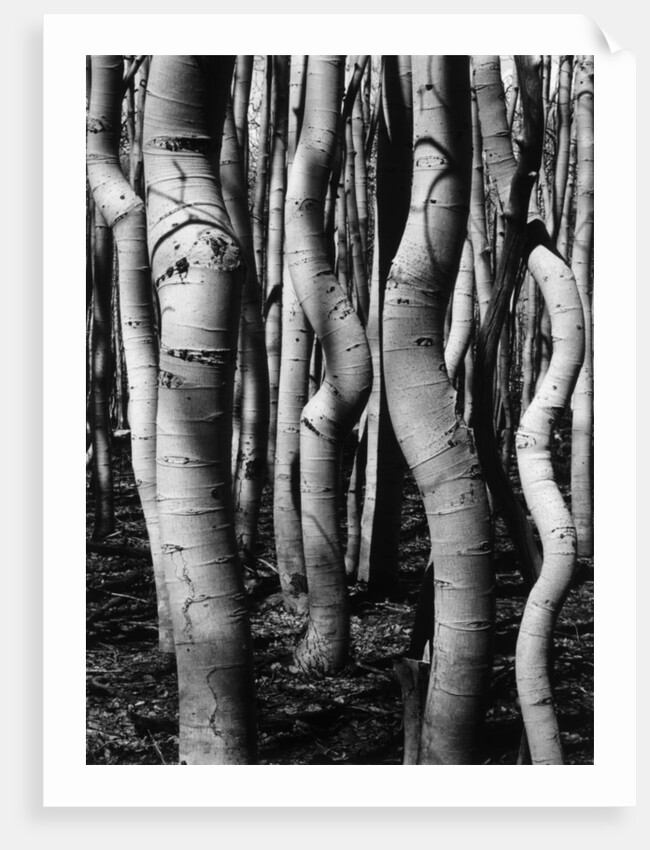 Trees, 1972 by Anonymous