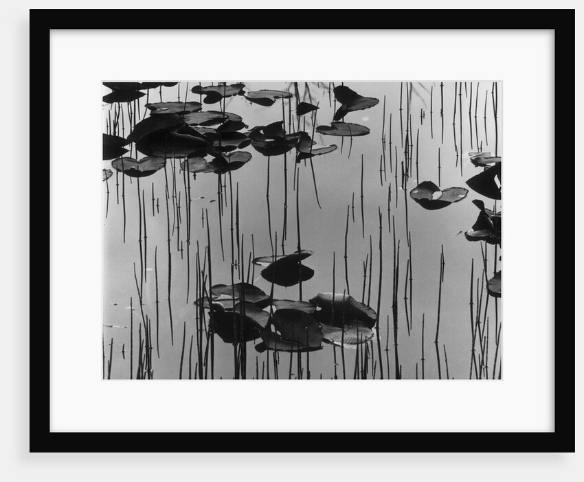 Reeds amd Lily Pads, Alaska, 1973 by Anonymous