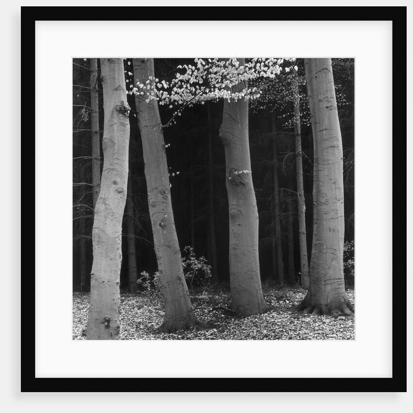 Beech Forest, Netherlands, 1971 by Anonymous