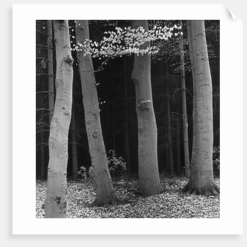 Beech Forest, Netherlands, 1971 by Anonymous