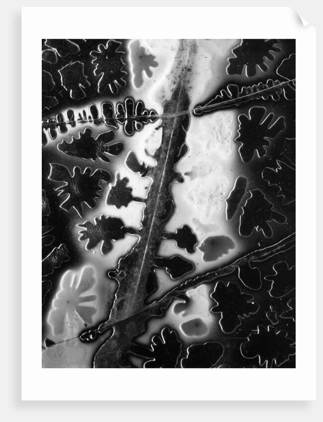 Ice Under Glass by Anonymous