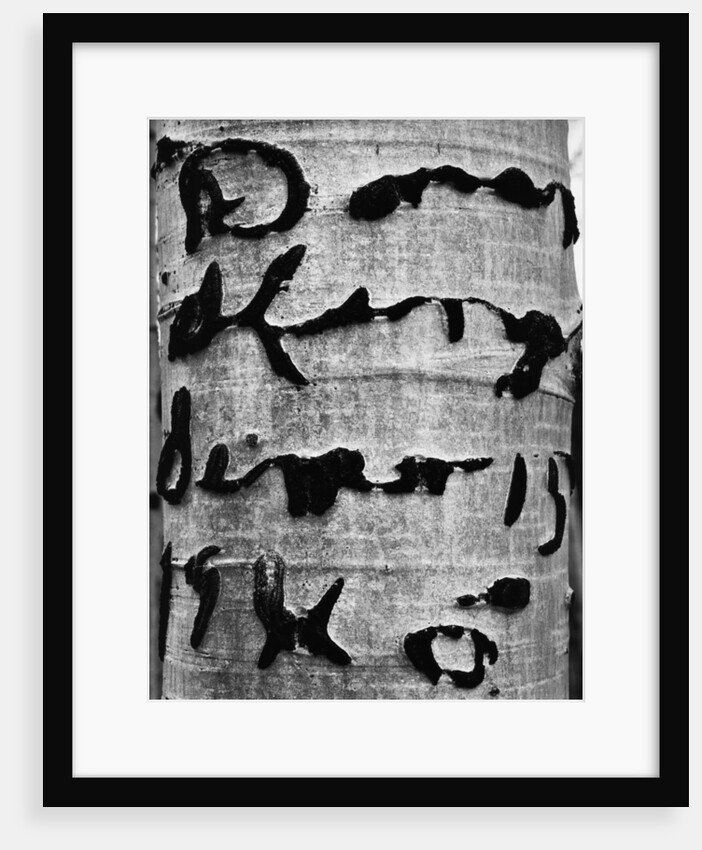 Tree Bark Graffiti by Anonymous