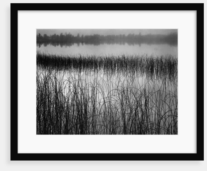 Grassy Marsh by Anonymous