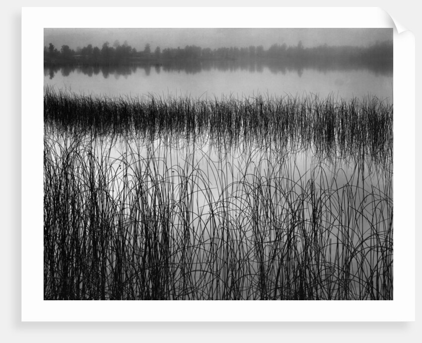 Grassy Marsh by Anonymous