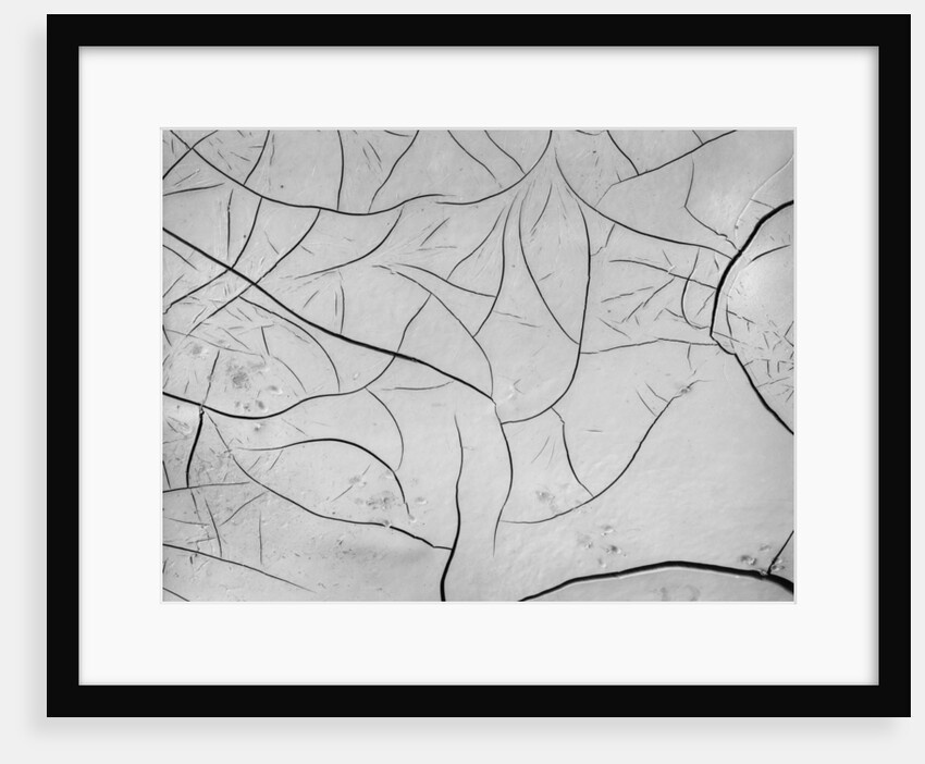 Mud Cracks by Brett Weston