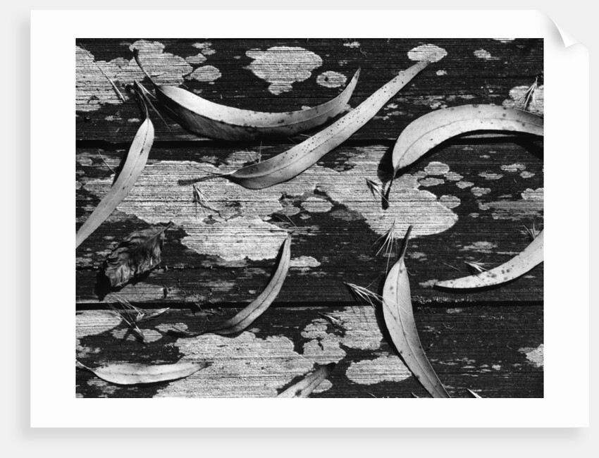 Eucalyptus Leaves by Anonymous
