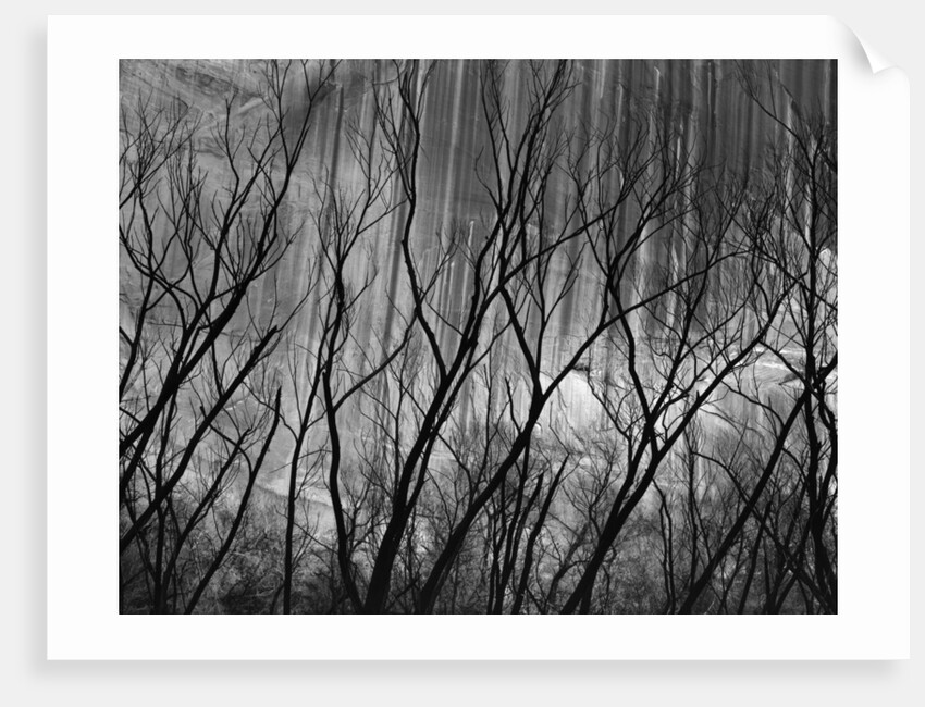 Trees at the Base of a Cliff by Anonymous