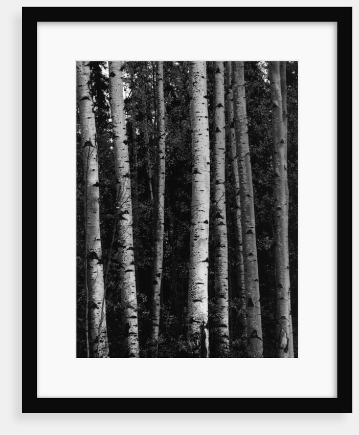 Birch Trees by Anonymous