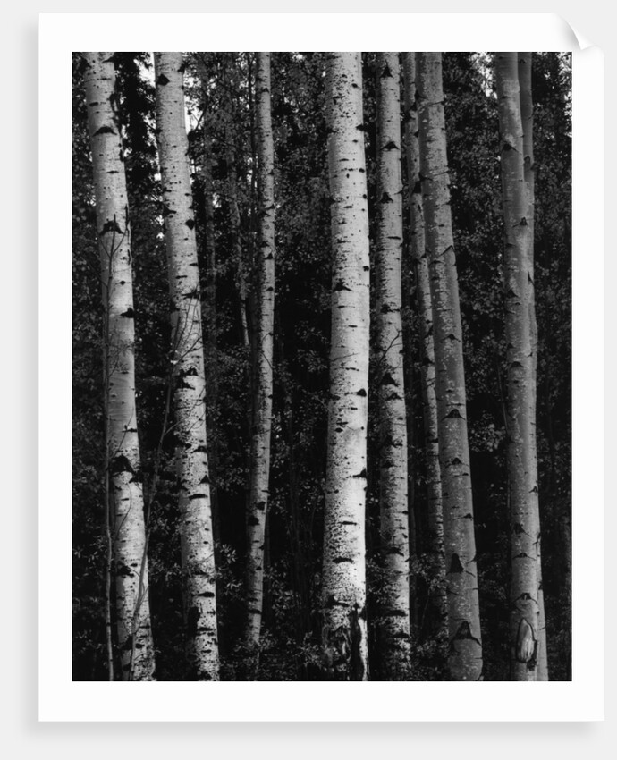 Birch Trees by Anonymous