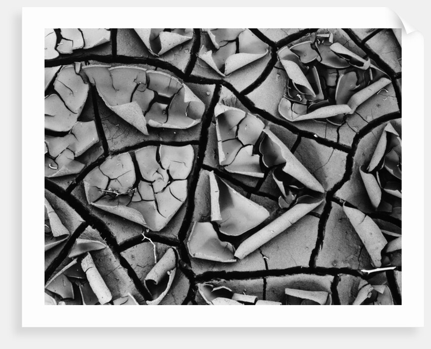 Mud Cracks by Brett Weston