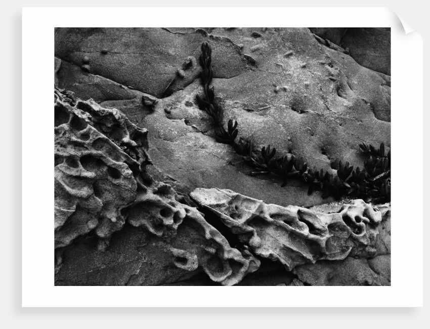 Vine on Eroding Beach Rocks by Anonymous