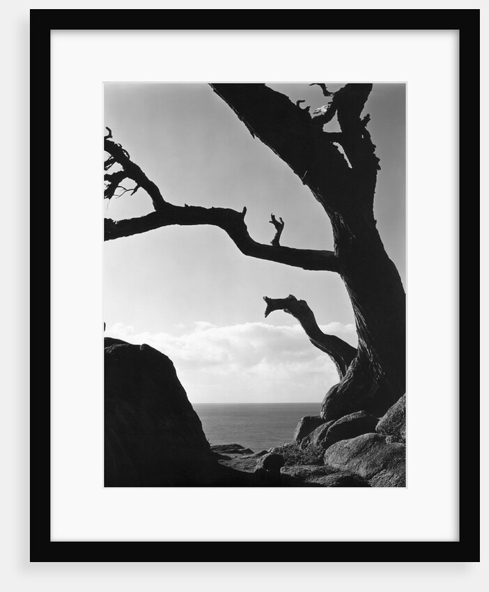 Point Lobos Cypress by Anonymous