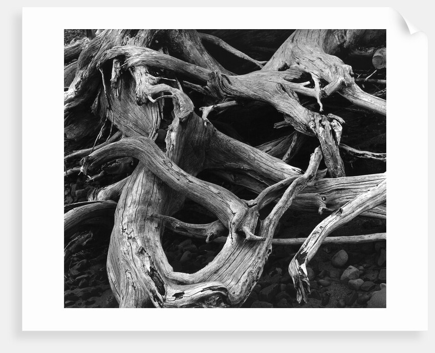 Dead Tree Roots by Anonymous