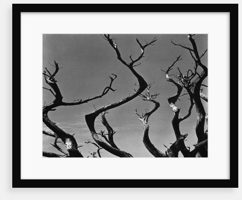 Twisting Tree Branches by Anonymous
