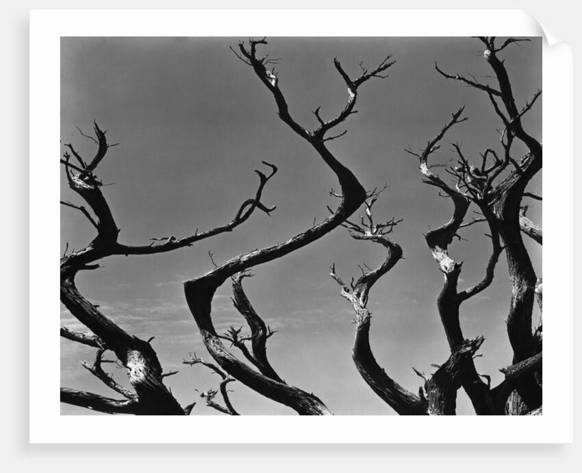 Twisting Tree Branches by Anonymous