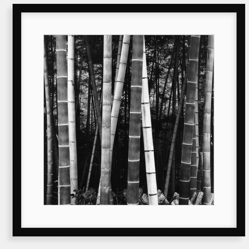 Bamboo Forest by Brett Weston
