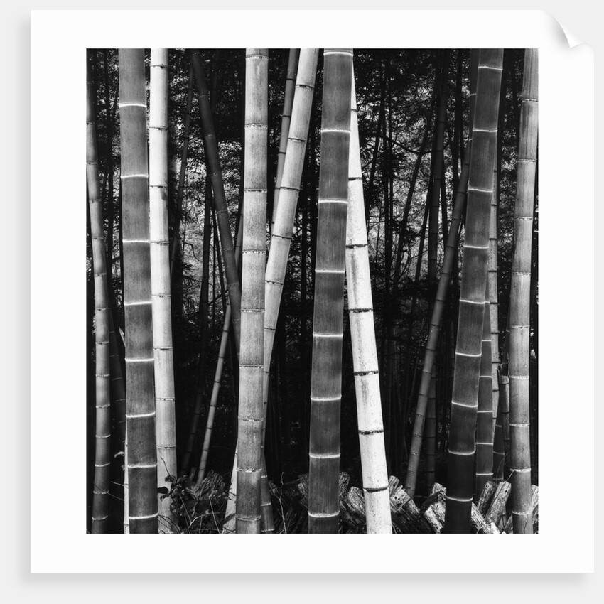 Bamboo Forest by Brett Weston