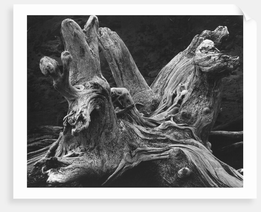 Driftwood Stump by Brett Weston