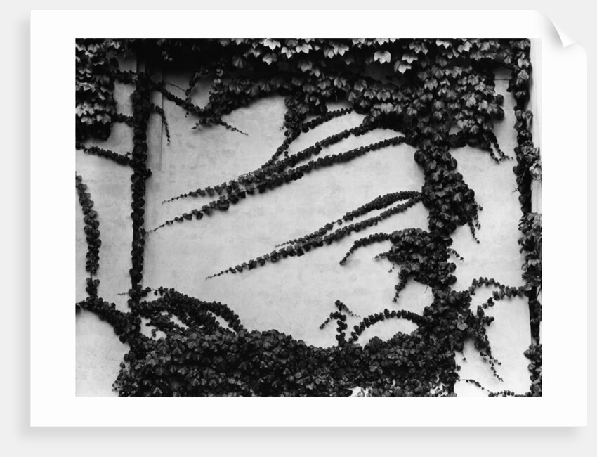 Ivy Growing on a Cement Wall by Anonymous