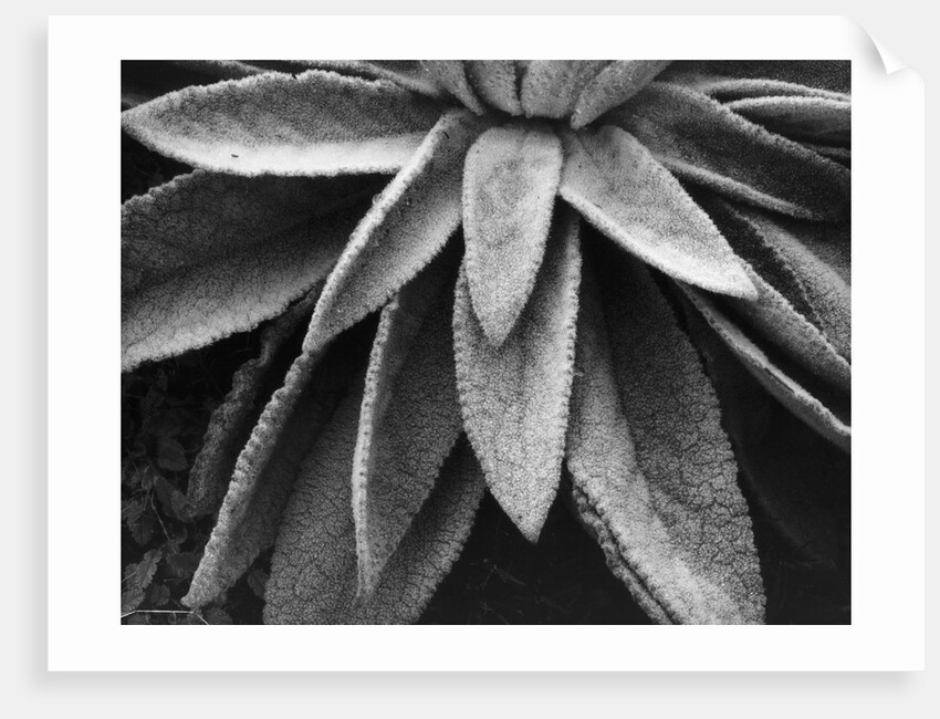 Desert Plant by Anonymous