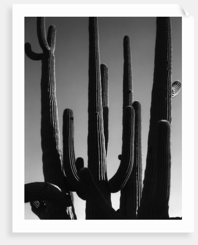 Saguaro by Anonymous